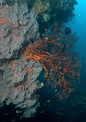 Bali 2016 - Liberty - Corail - IMG_5816_rc